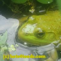 /home//u458753944/public_html/sourcegallery//Frogs/More bullfrogs/P7150856.JPG